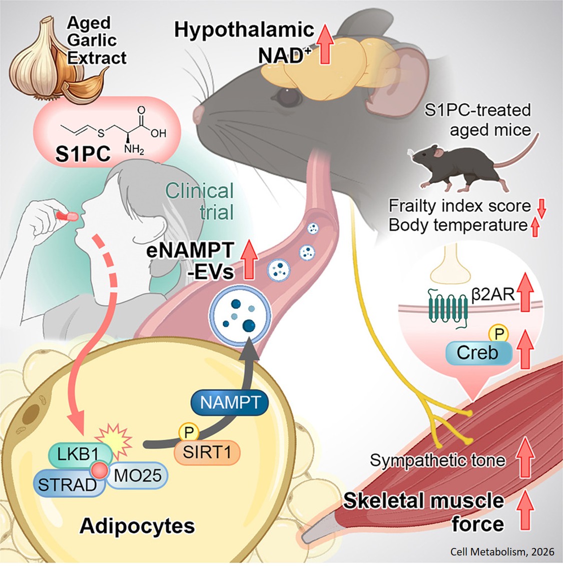 Garlic-derived metabolite activates LKB1, promotes  adipose eNAMPT secretion, and improves age- related muscle function via hypothalamic signaling
