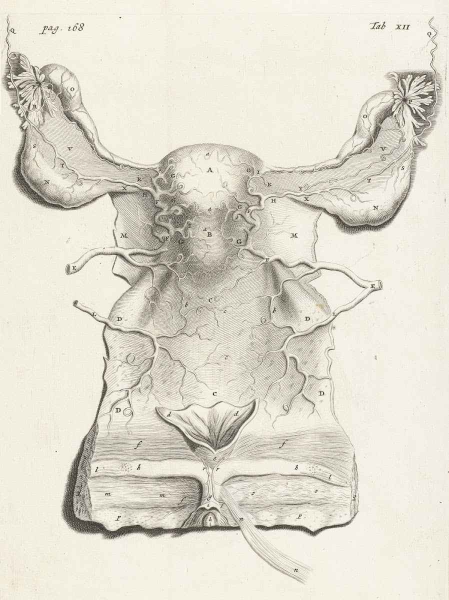 Anatomical illustration of the inside of the uterus 1672