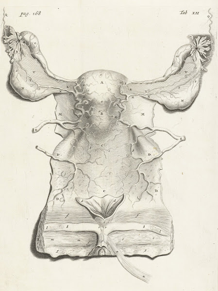 Anatomical illustration of the inside of the uterus 1672