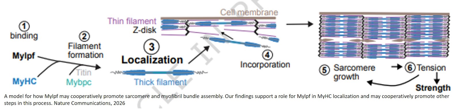Myosin light chain proteins cooperatively promote sarcomere growth in fast-twitch muscle