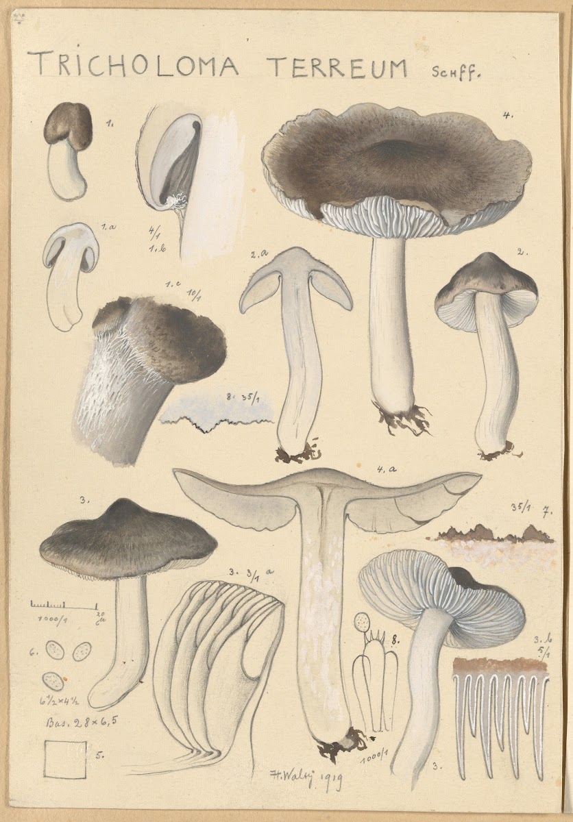 Tricholoma terreum 1915 1945