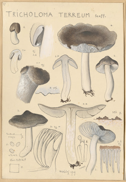 Tricholoma terreum 1915 1945