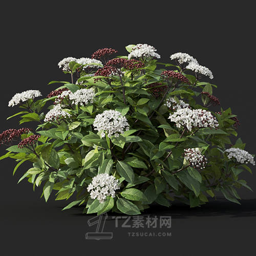 Maxtree - Plant Models Vol.60