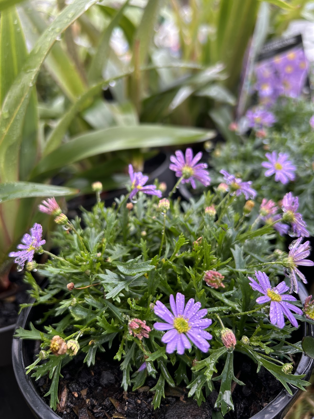 Watering of plants