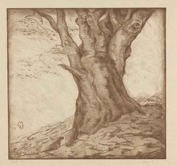 Beukenstam 1923
