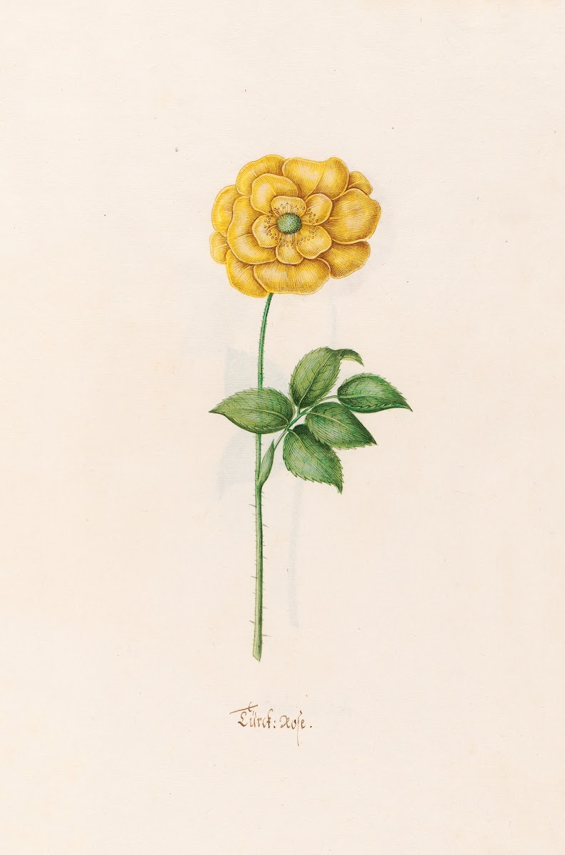 Türck Rose 1692