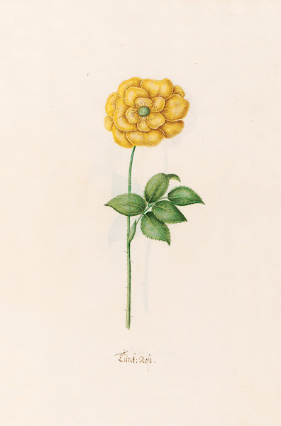 Türck Rose 1692
