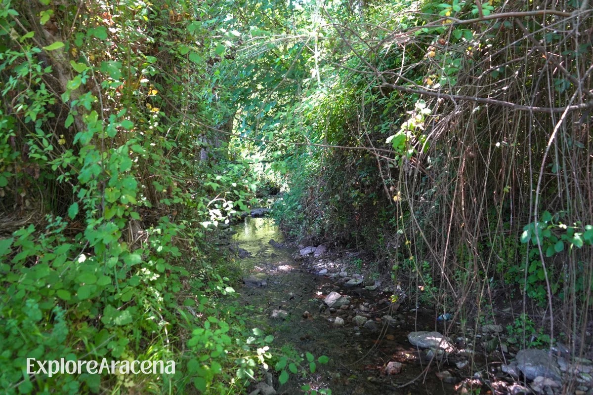 Water flowing over stones along the Arroyo de Marimateos beneath lush forest trees.
