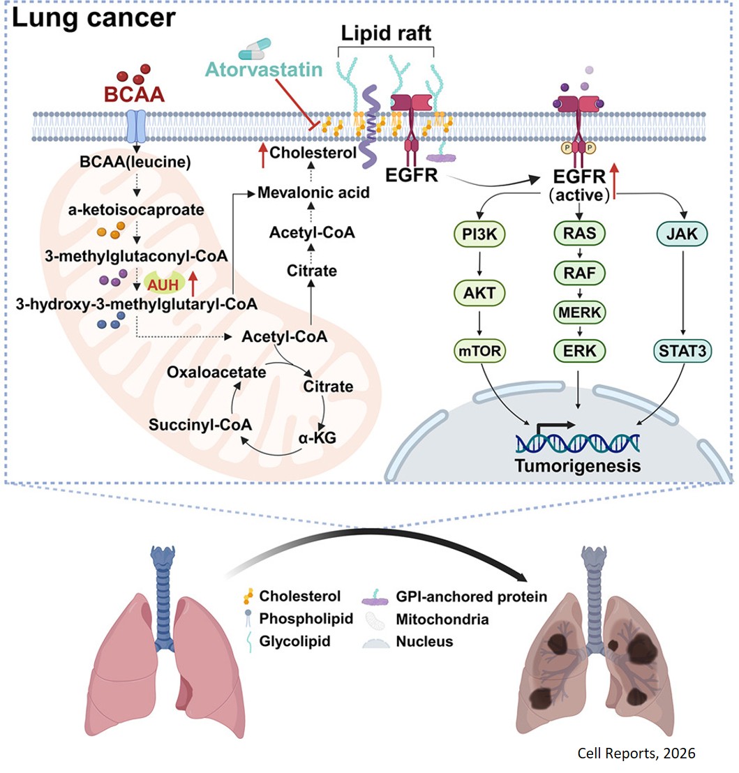 BCAA metabolism promotes lung cancer tumorigenesis by enhancing cholesterol biosynthesis