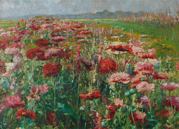Blühender Mohn 1895 1900