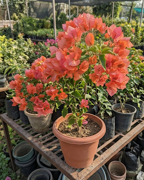 Imported Zakirana Bougainvillea Plant