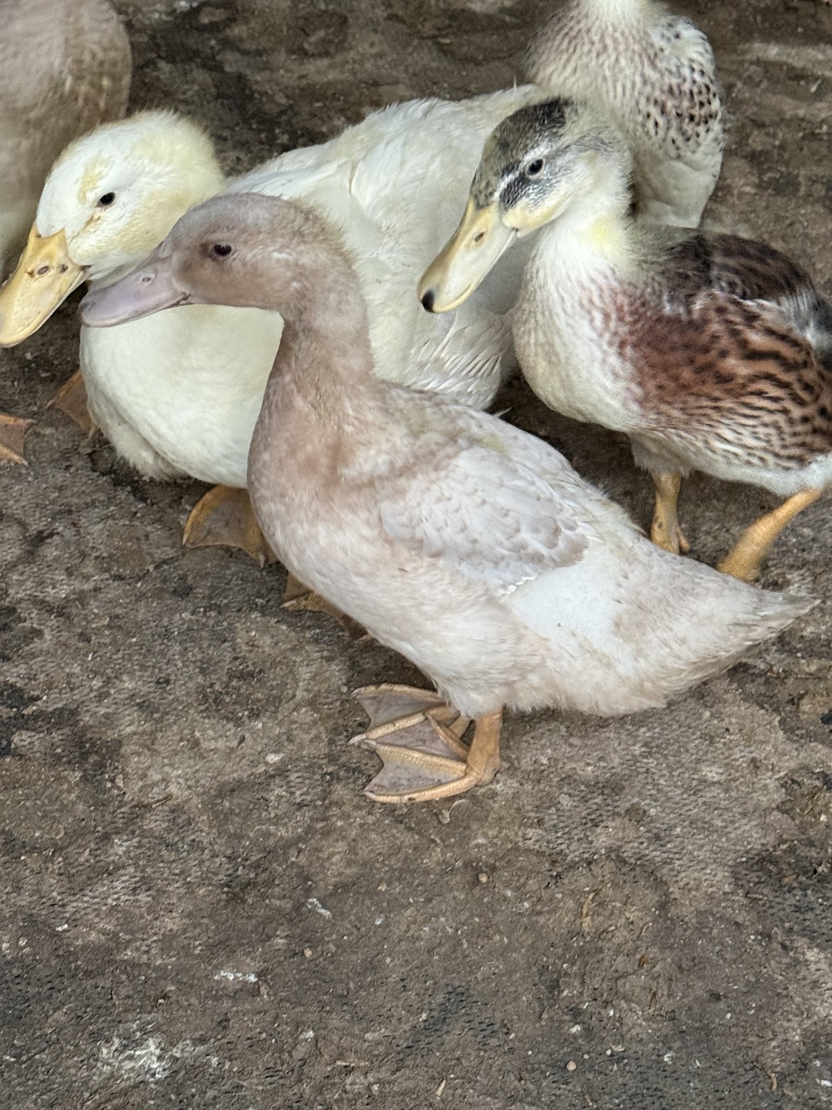 Duck, Goose & Chicken Hatchery | Metzer Farms, California