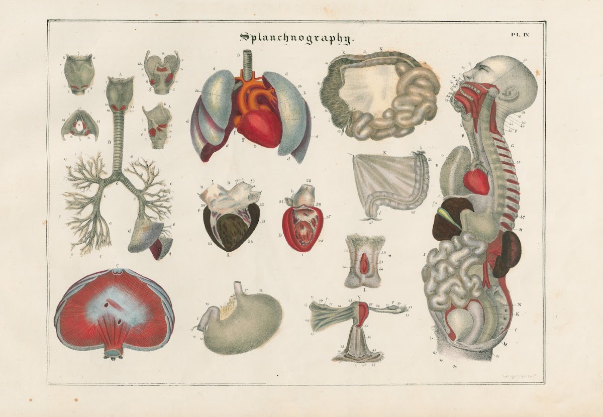 The vocal respiratory circulating and digestive organs 1837