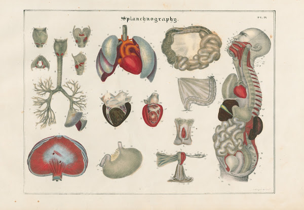 The vocal respiratory circulating and digestive organs 1837
