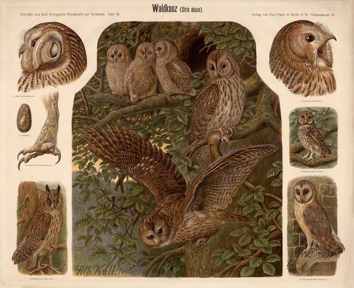 Tawny Owl Strix aluco