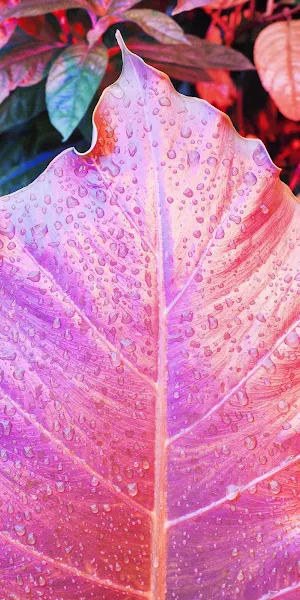 Leaf, Alocasia, Drops, Pink, Veins 5K iPhone Wallpaper Background