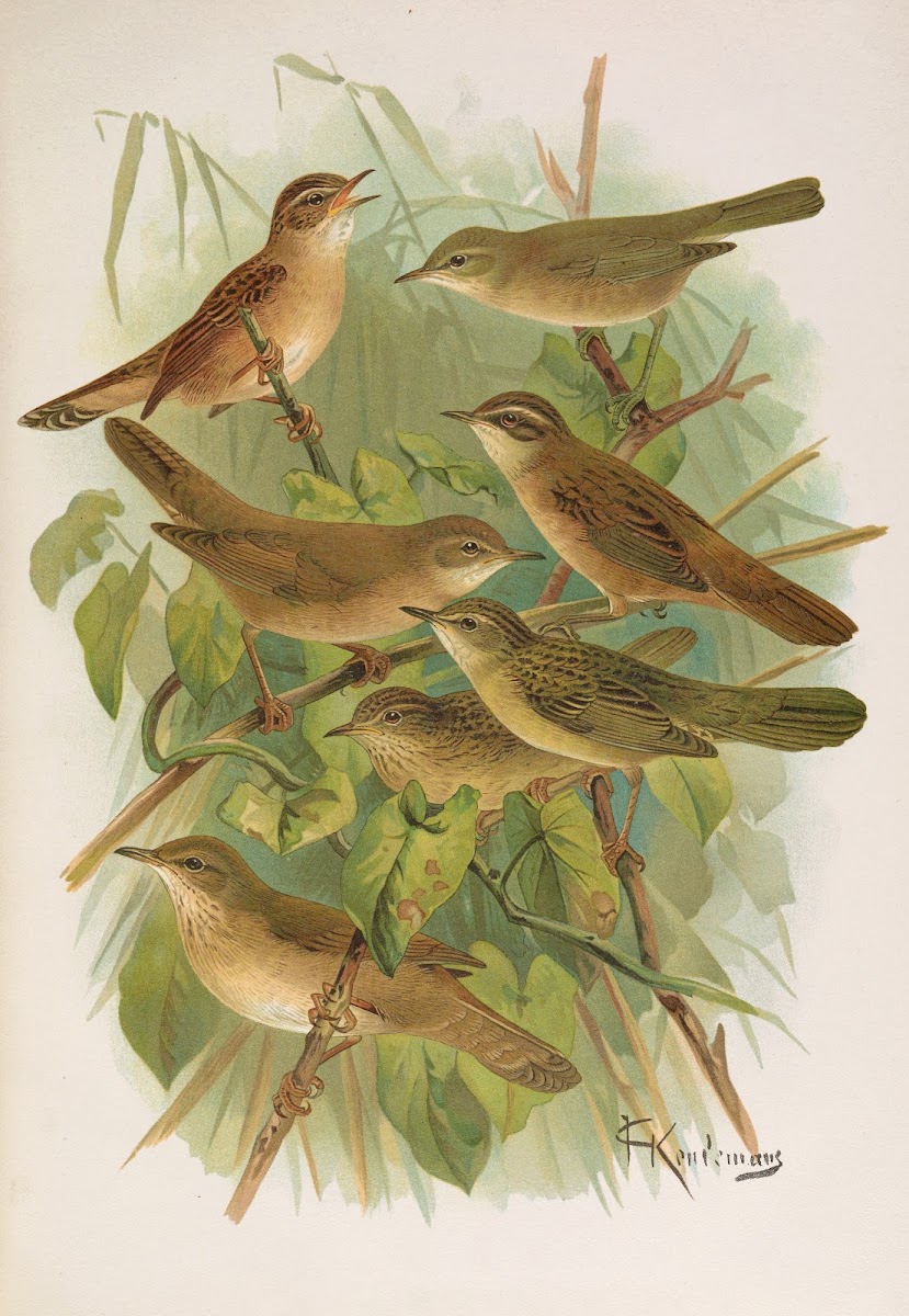 Lusciniola fuscata melanopogon Locustella naevia luscinioides certhiola