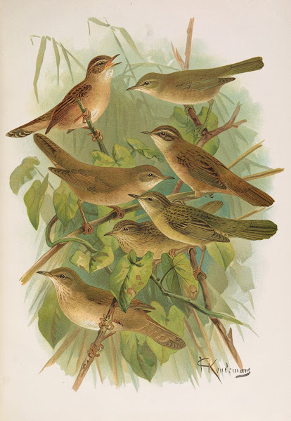 Lusciniola fuscata melanopogon Locustella naevia luscinioides certhiola
