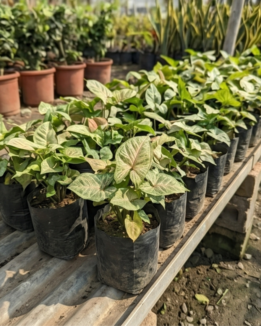 Syngonium Indoor Plant — view 3