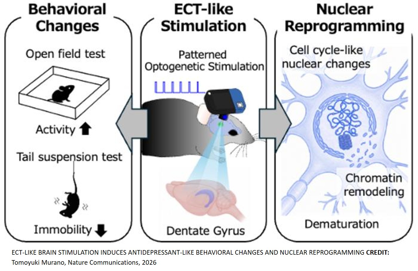 Repetitive neuronal activation regulates cellular maturation state via nuclear reprogramming