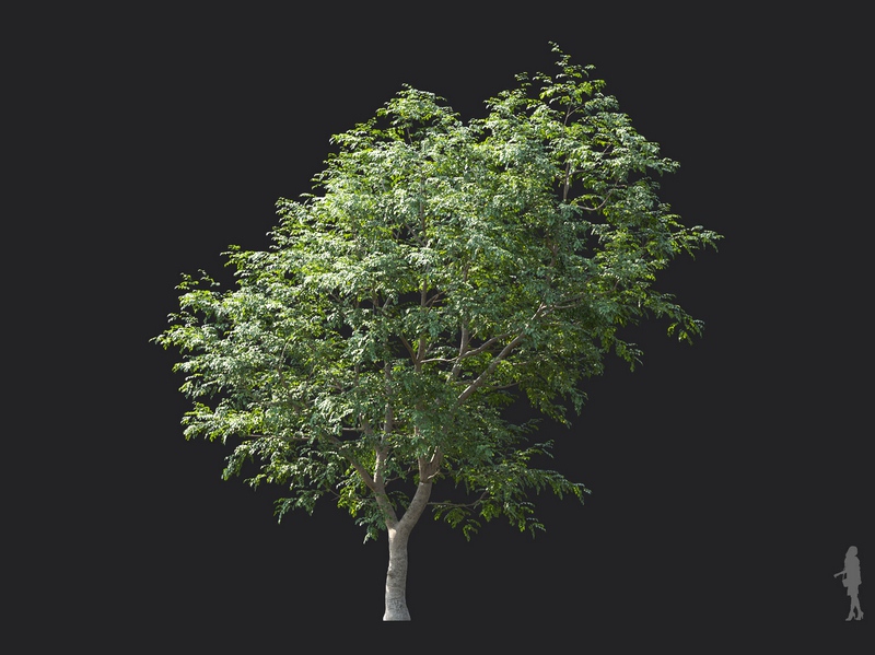 Maxtree - Plant Models Vol.124
