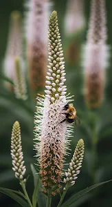 Bumblebee Pollinating Tall Spiked White Flower
