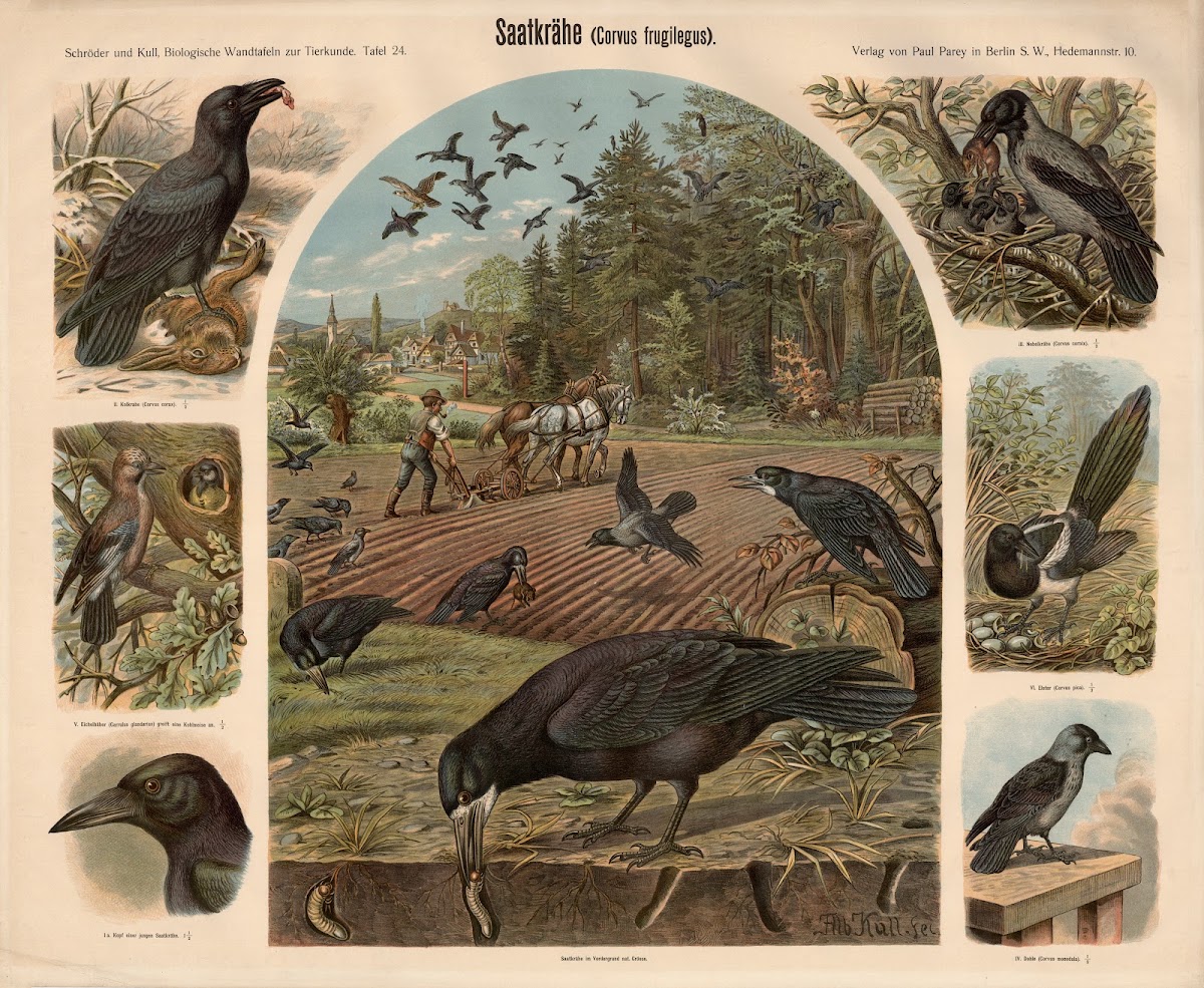 Rook Corvus frugilegus