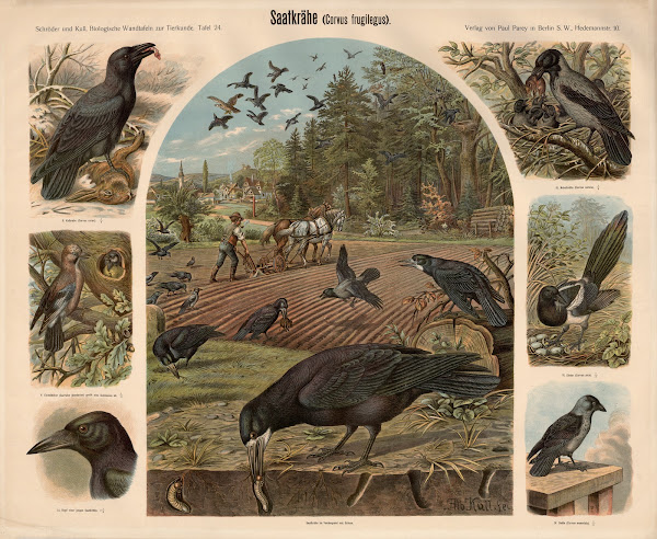 Rook Corvus frugilegus
