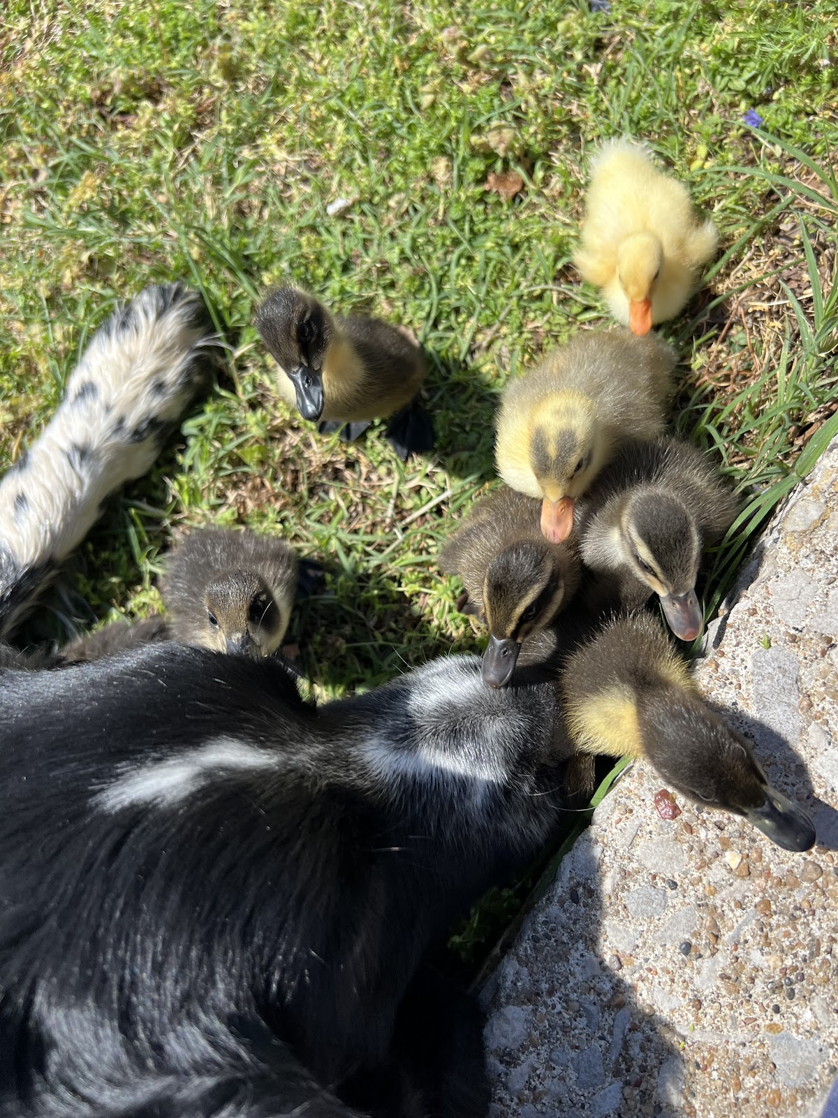 Jumbo Pekin Duckling, Mallard Duckling, Mixed Ducklings