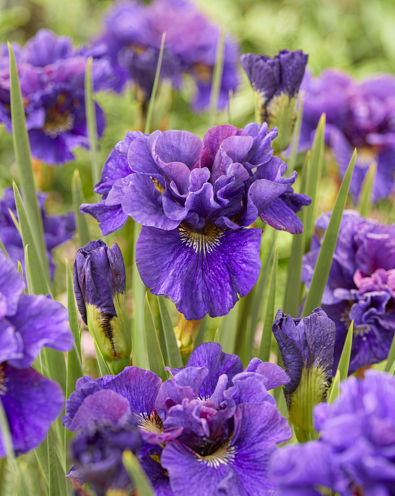 Iris sibirica 'Concord Crush' in piena fioritura, con fiori viola intenso vicino all'acqua