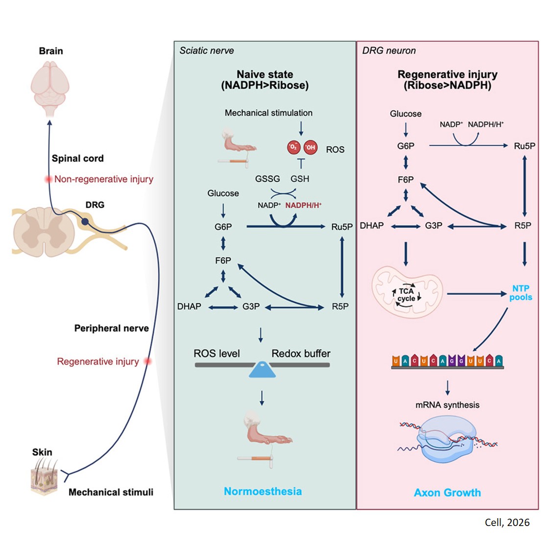 Pentose phosphate pathway in axonal regeneration