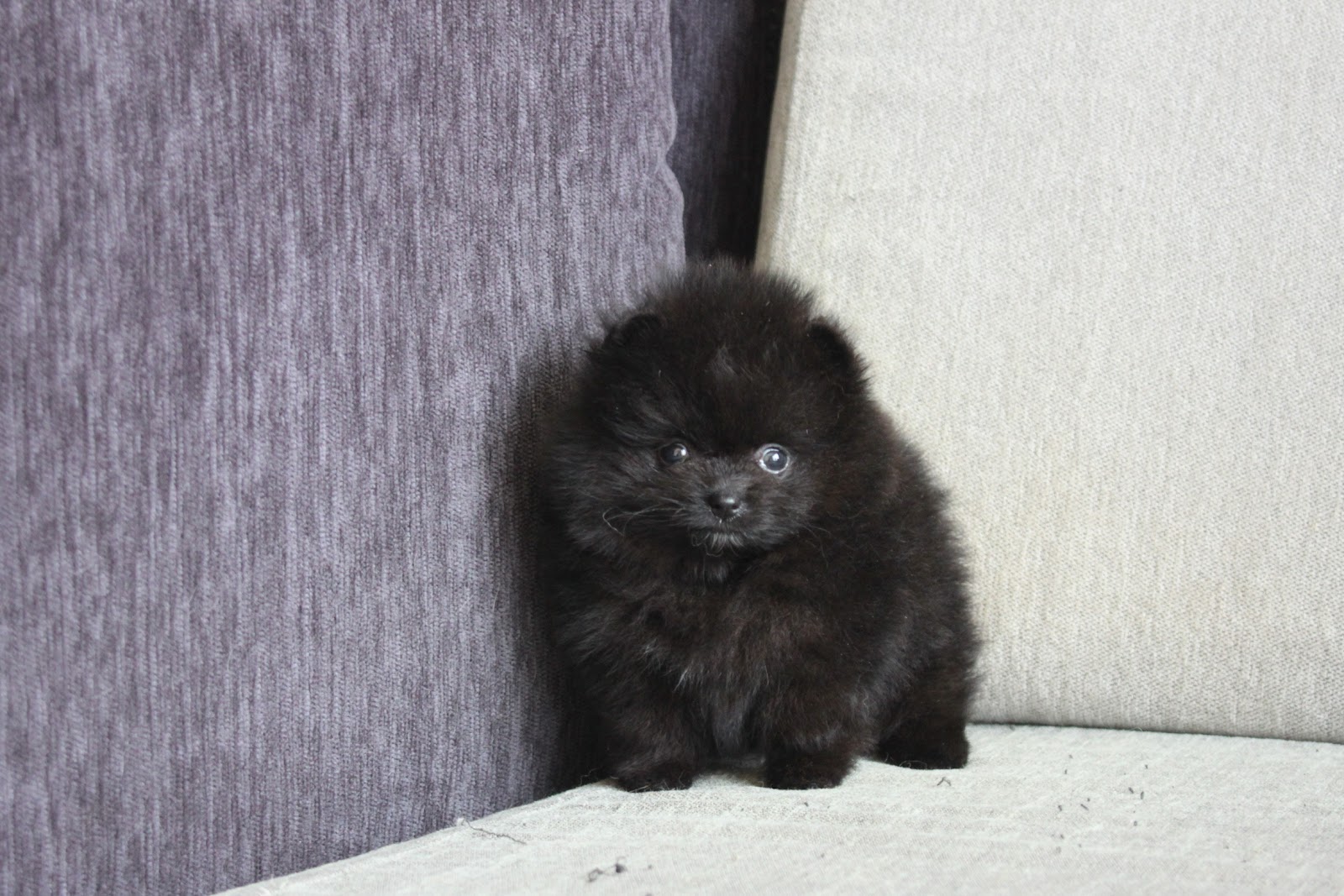 1/10出生 高端優質茶杯松鼠博美黑色妹妹