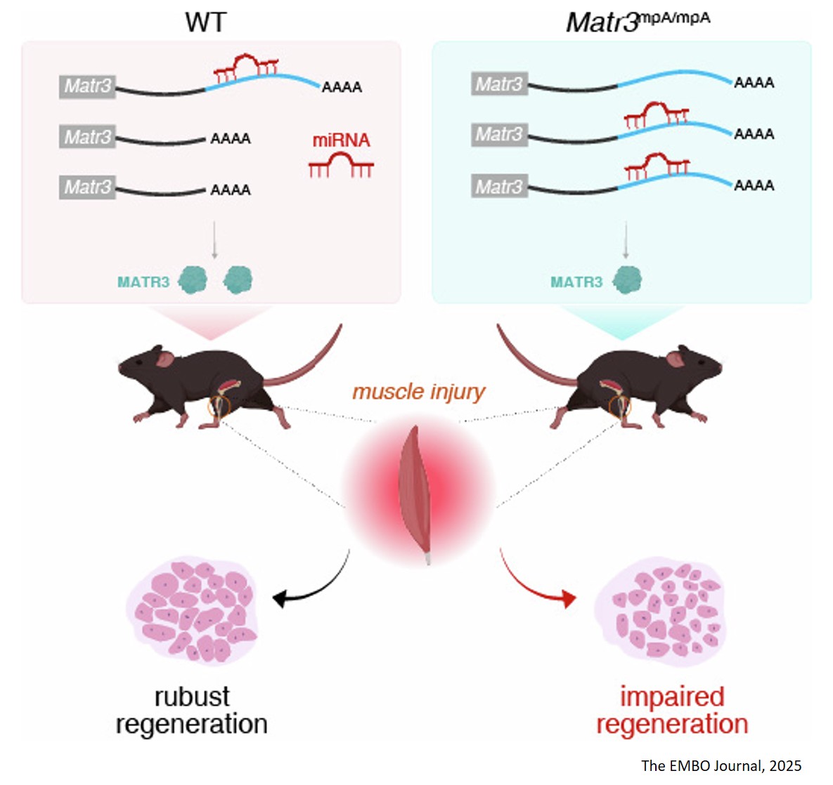 3′UTR shortening alleviates miRNA repression of mRNAs critical for muscle stem cell differentiation