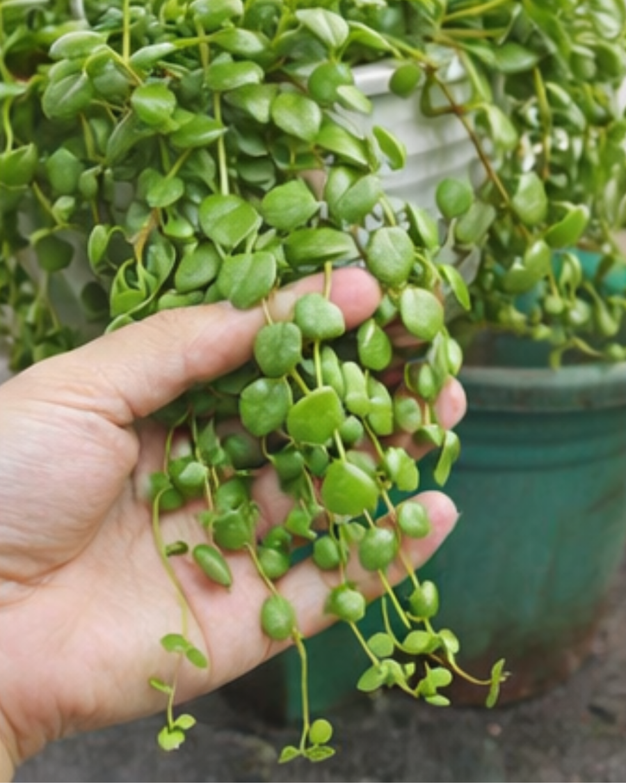 String of Hearts Plant — view 2