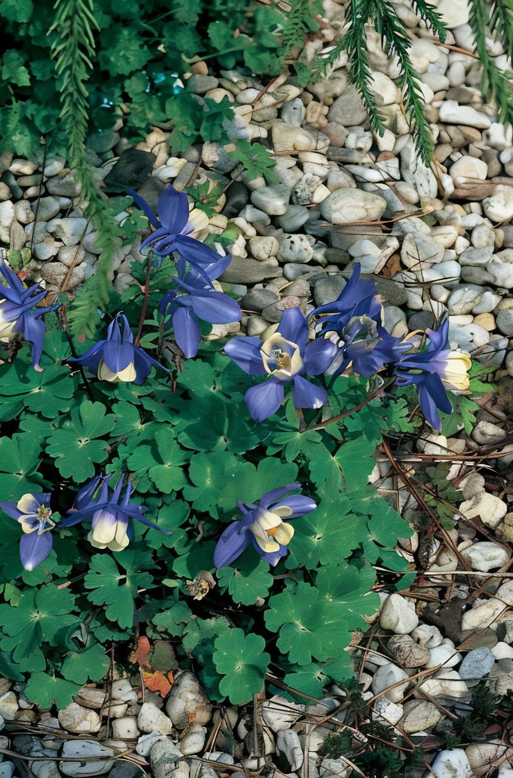 Aquilegia flabellata 'Ministar' in piena fioritura con petali bianchi e blu in un giardino roccioso.