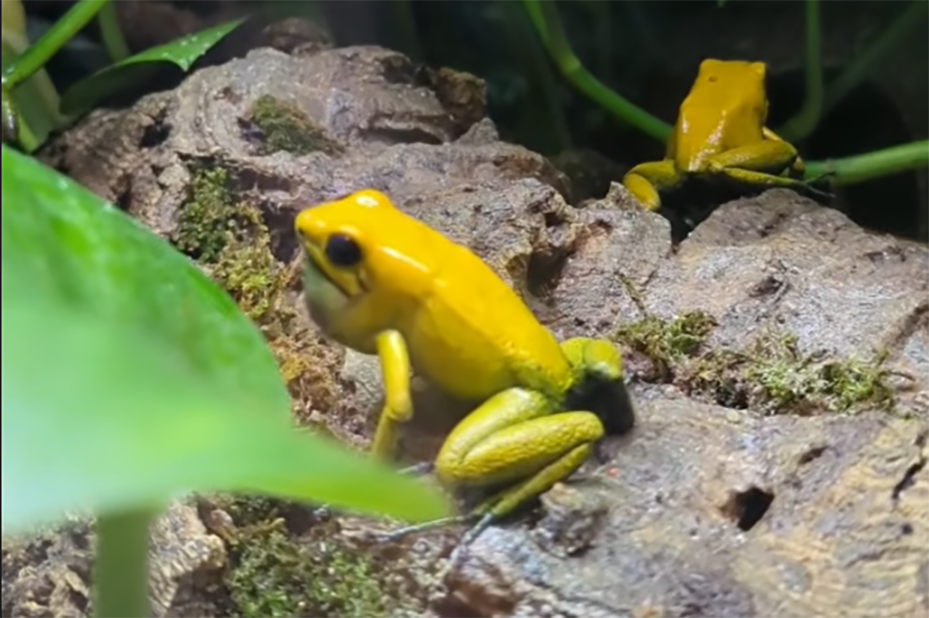 Calling & Singing: What Is My Frog Trying to Say?