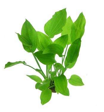 Echinodorus argentinensis.