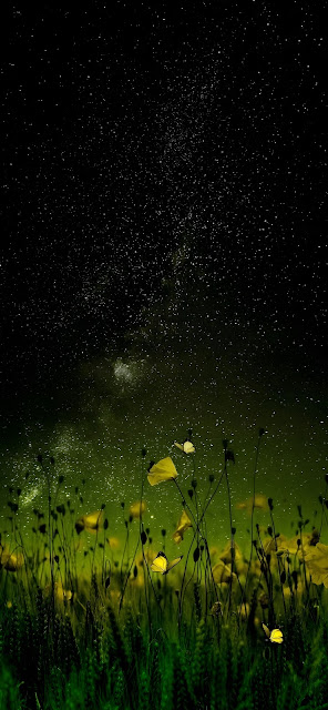 Starry Night Sky Above Yellow Wildflower Field - Free mobile Wallpaper