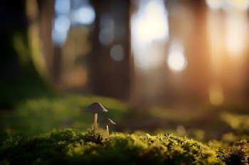 Nature Mushroom Wallpaper