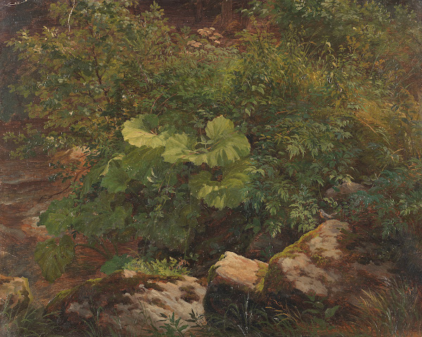 Pflanzenstudie Ca 1860 1880