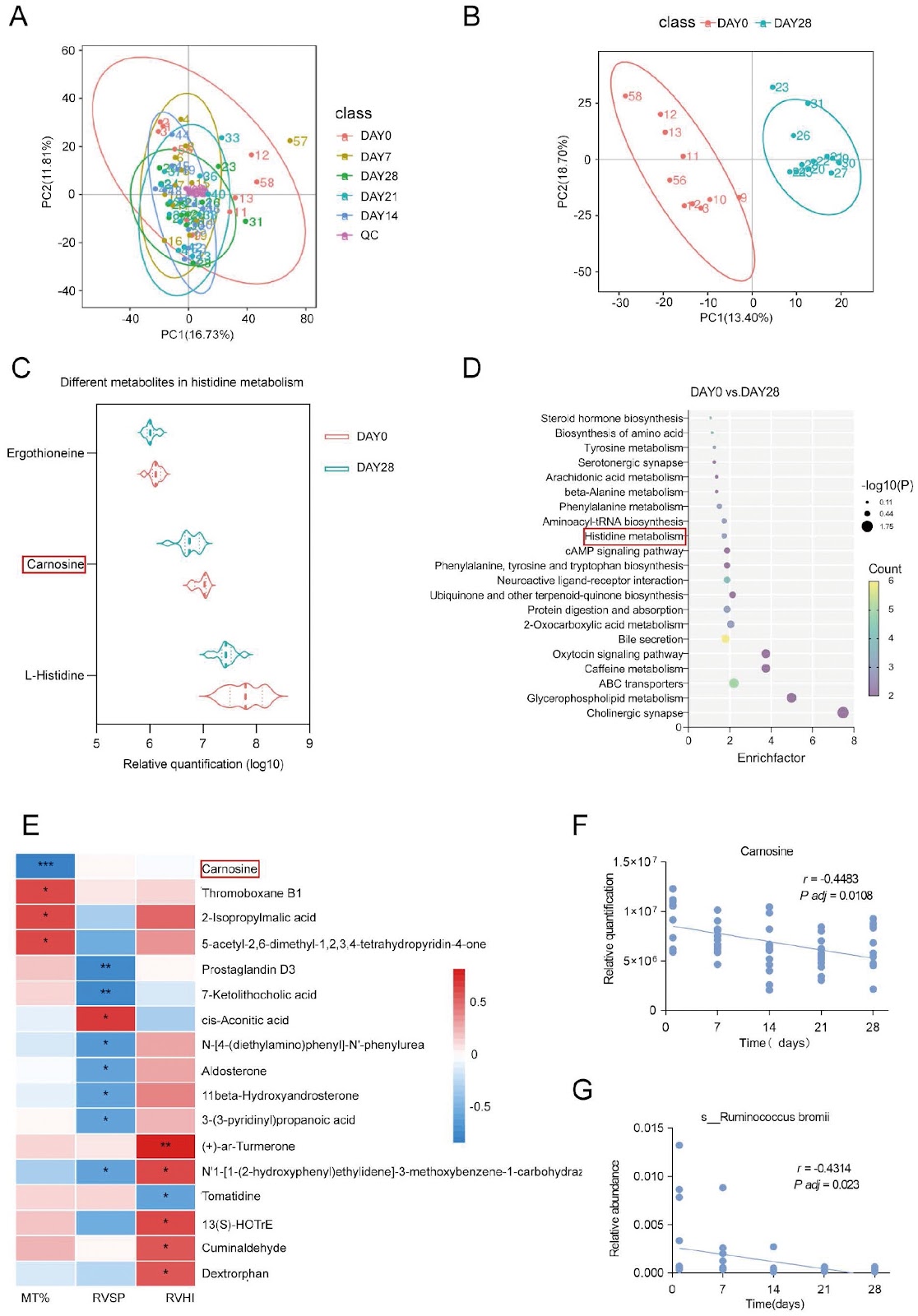 Altered gut microbial dynamics and the antivascular remodeling effect of carnosine in hypobaric hypoxic pulmonary hypertension rats