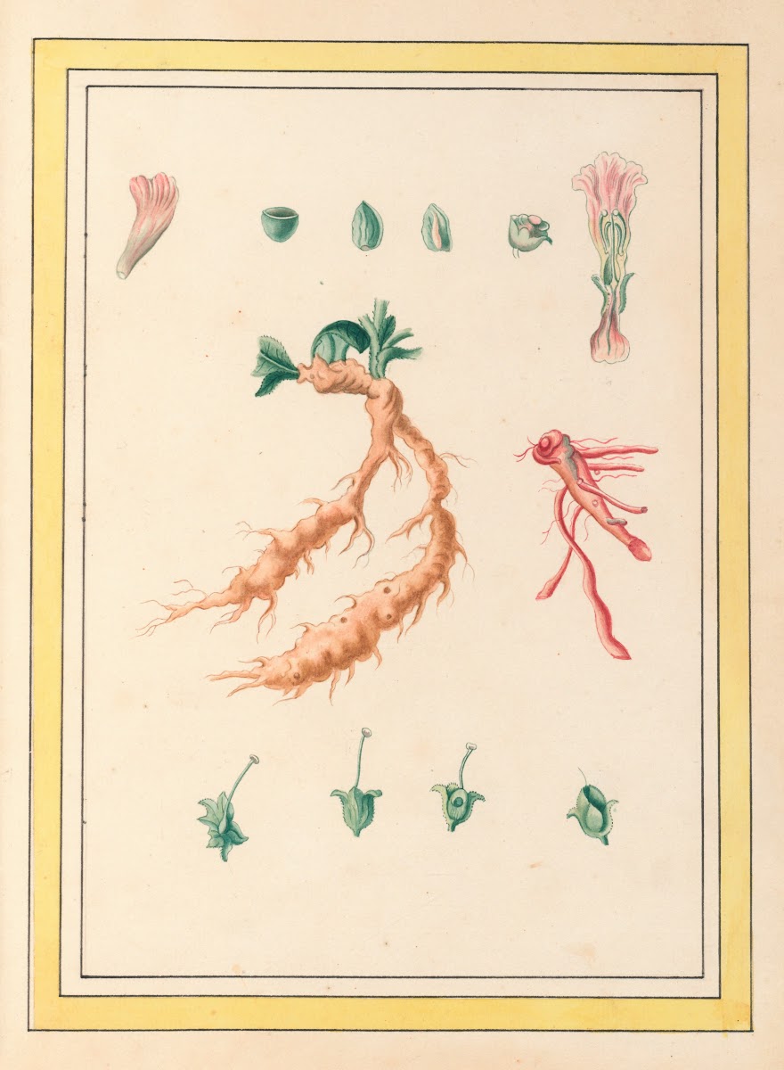 Plantes de Chine Pl101 1776