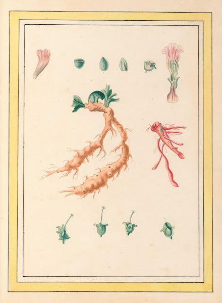Plantes de Chine Pl101 1776