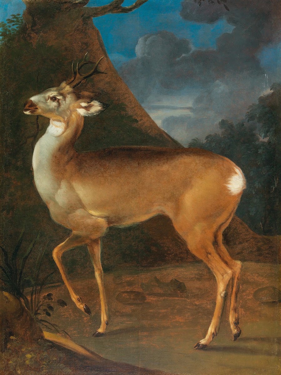 A roebuck