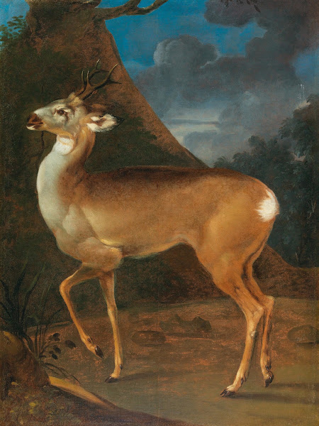 A roebuck