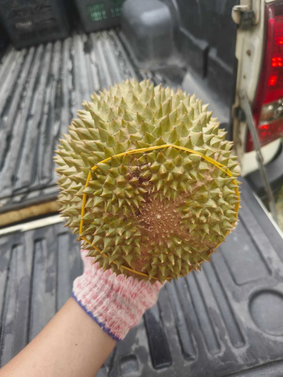 Durian Harvest