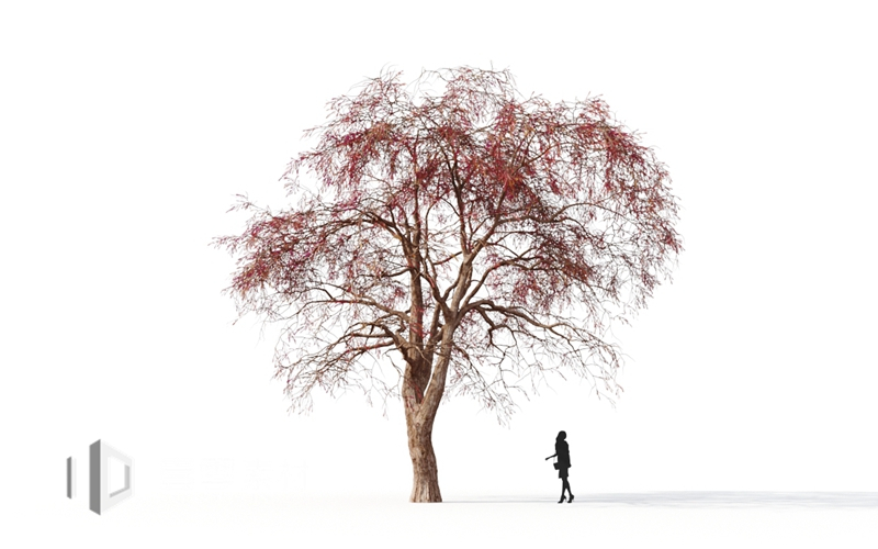 Maxtree - Plant Models Vol.9