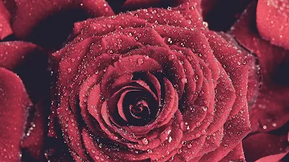 Red Rose In Close Up Photography 2K iPhone Wallpaper Background