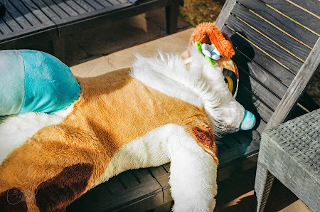 furdu-16.jpg