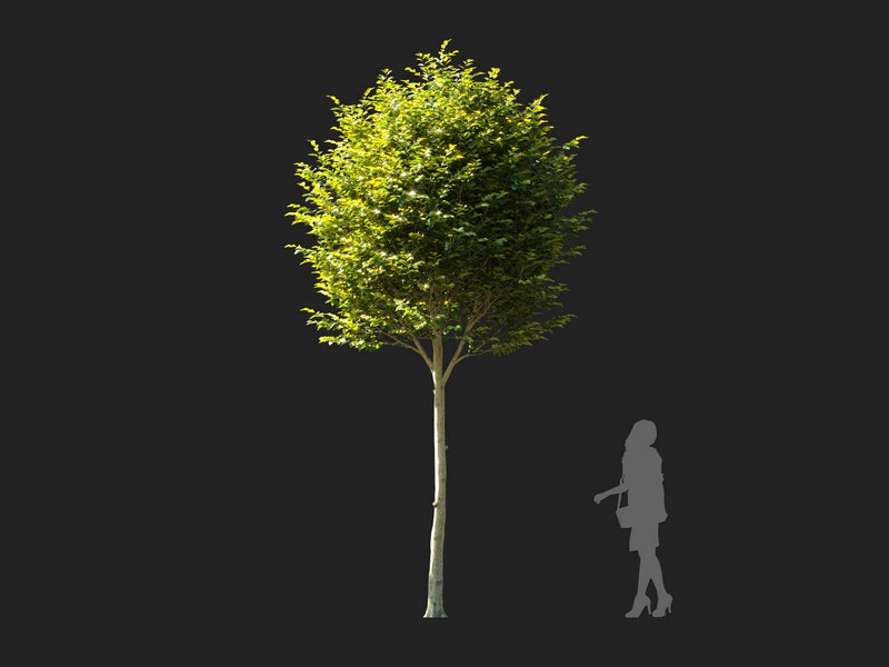 Maxtree - Plant Models Vol.114